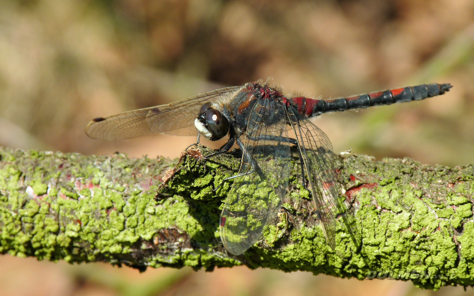 Ruby Whiteface (Leucorrhinia rubicunda)